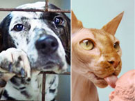 Mundo Animal: 114 curiosidades e expressões sobre cães, gatos e outros